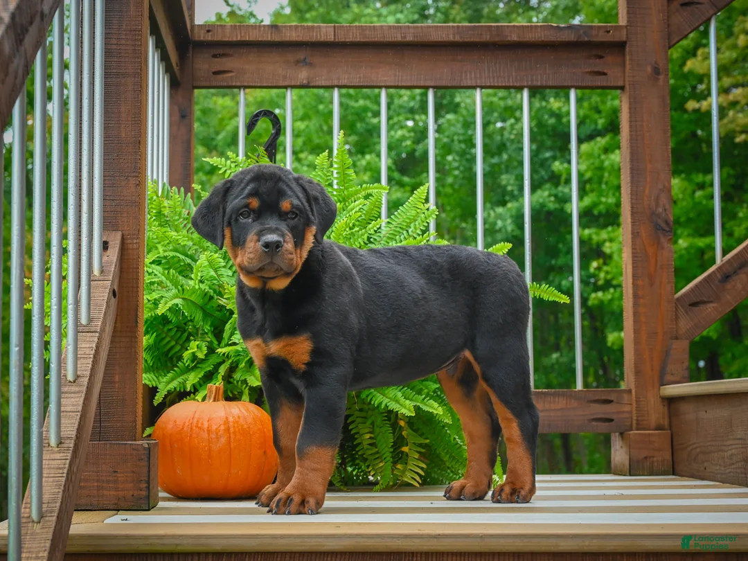 Rottweiler dogs for sale: Baron🐾💙 - Ad 1