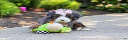 Mini Bernedoodle dogs for sale: Sophie - Ad 8