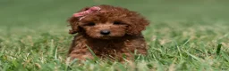 Maltipoo dogs for sale: Poppy seed F1 - Ad 8
