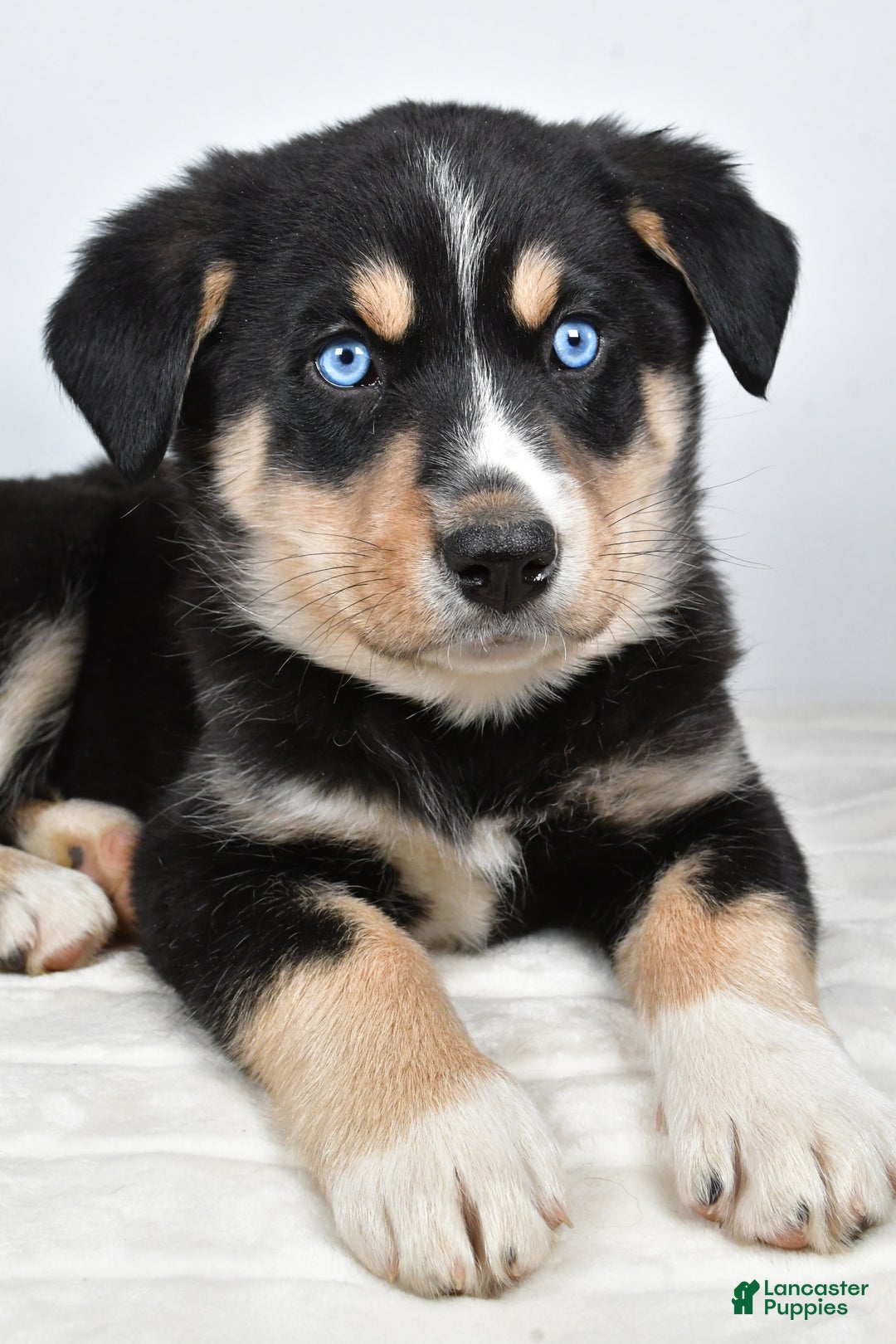 Mixed Breed dogs for sale: Diesel - Ad 4