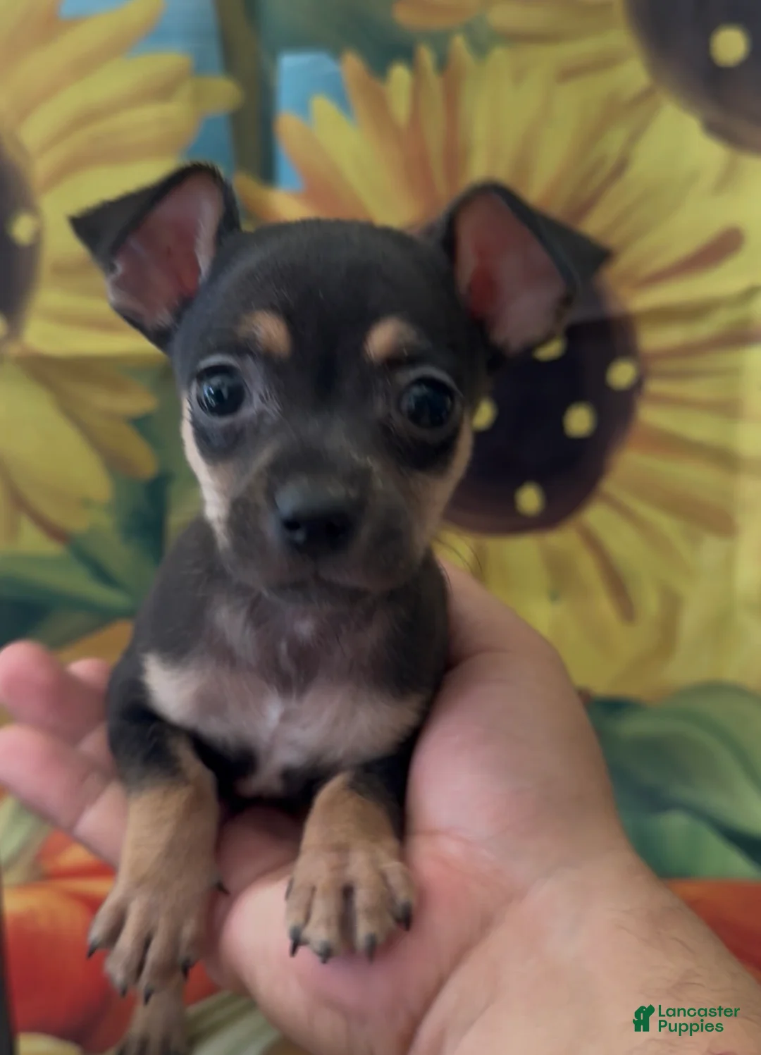 Miniature Dachshund dogs for sale: Miniature Dachshund 1 - Ad 5