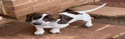 Dachshund dogs for sale: Bobbie - Ad 1
