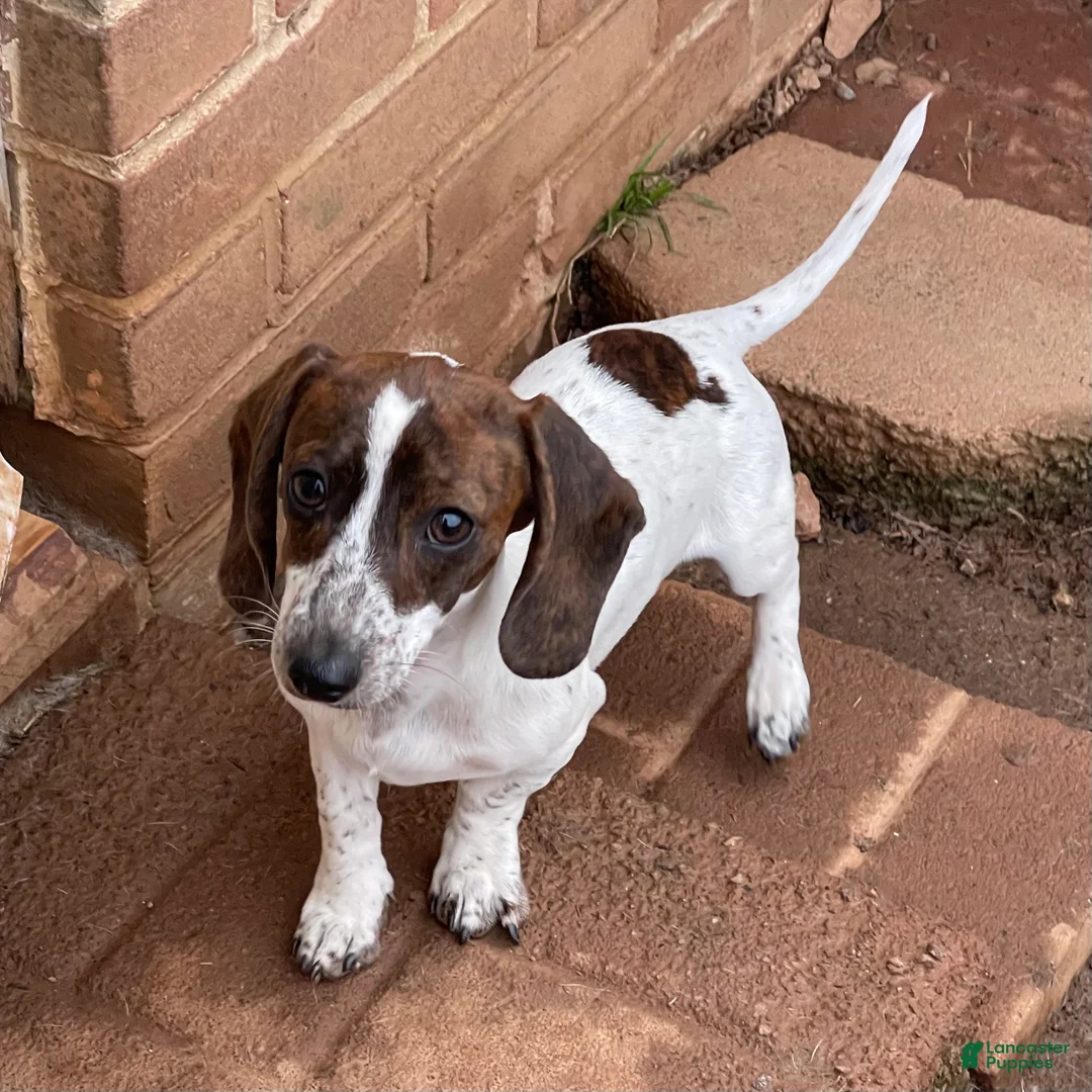 Dachshund dogs for sale: Bobbie - Ad 1