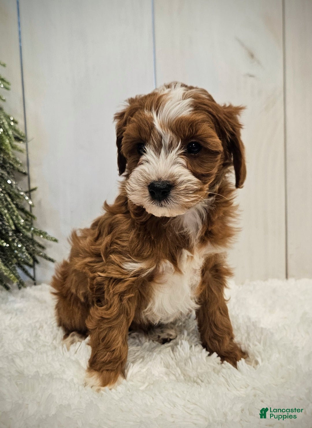 Mini Goldendoodle dogs for sale: Charlie F1B mini - Ad 5