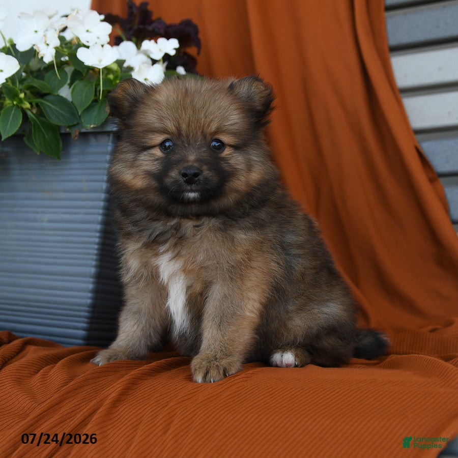 Pomeranian dogs Nutrigious - Ad 2
