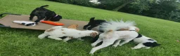 Toy Poodle dogs for sale: P2  - Ad 11