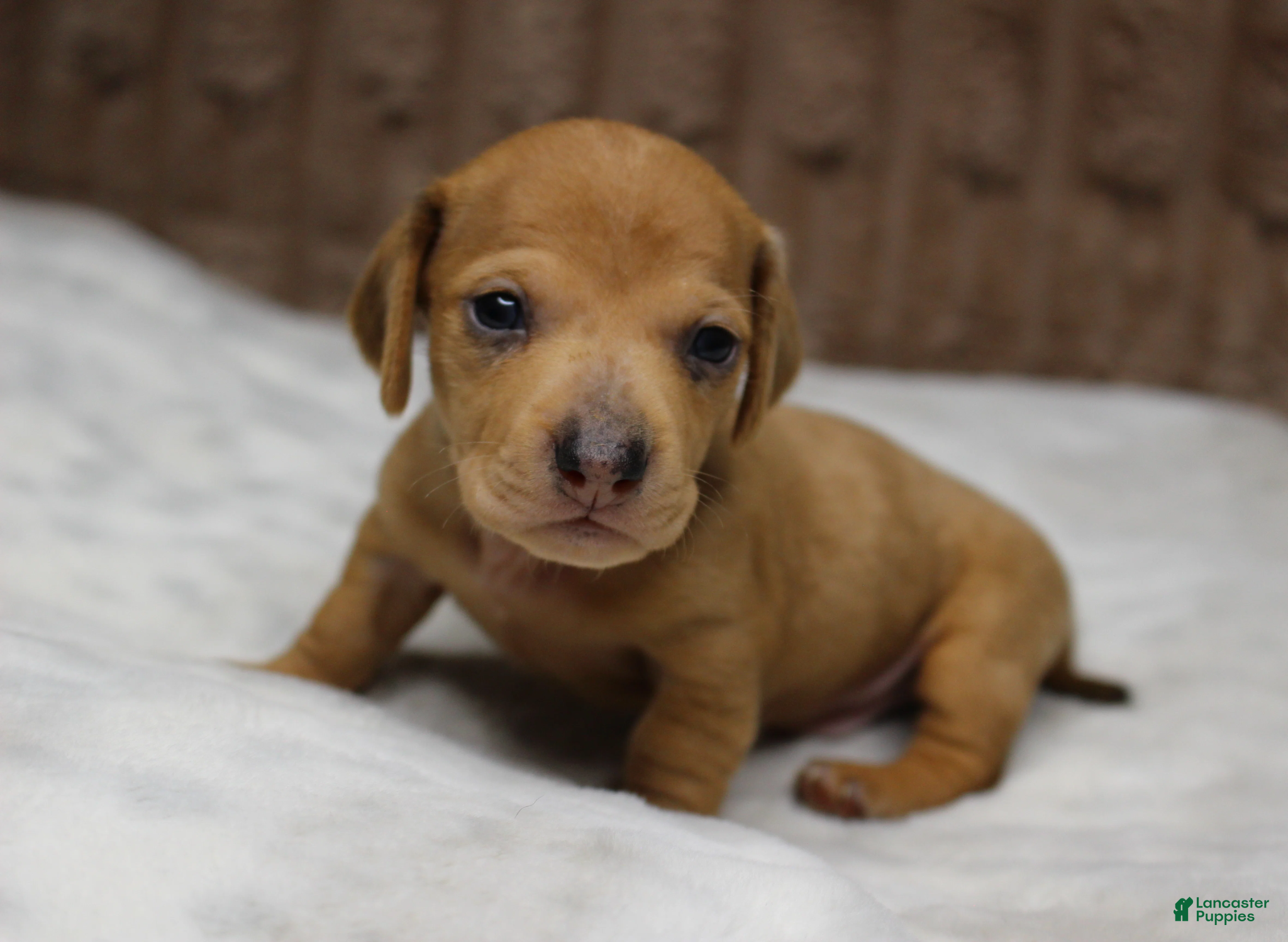 Miniature Dachshund dogs Thor - Ad 13