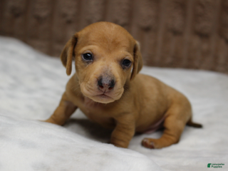 Miniature Dachshund dogs Thor - Ad 14