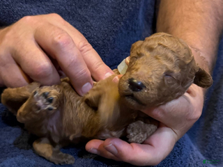 Goldendoodle dogs H25 Male Gray Collar - Ad 21