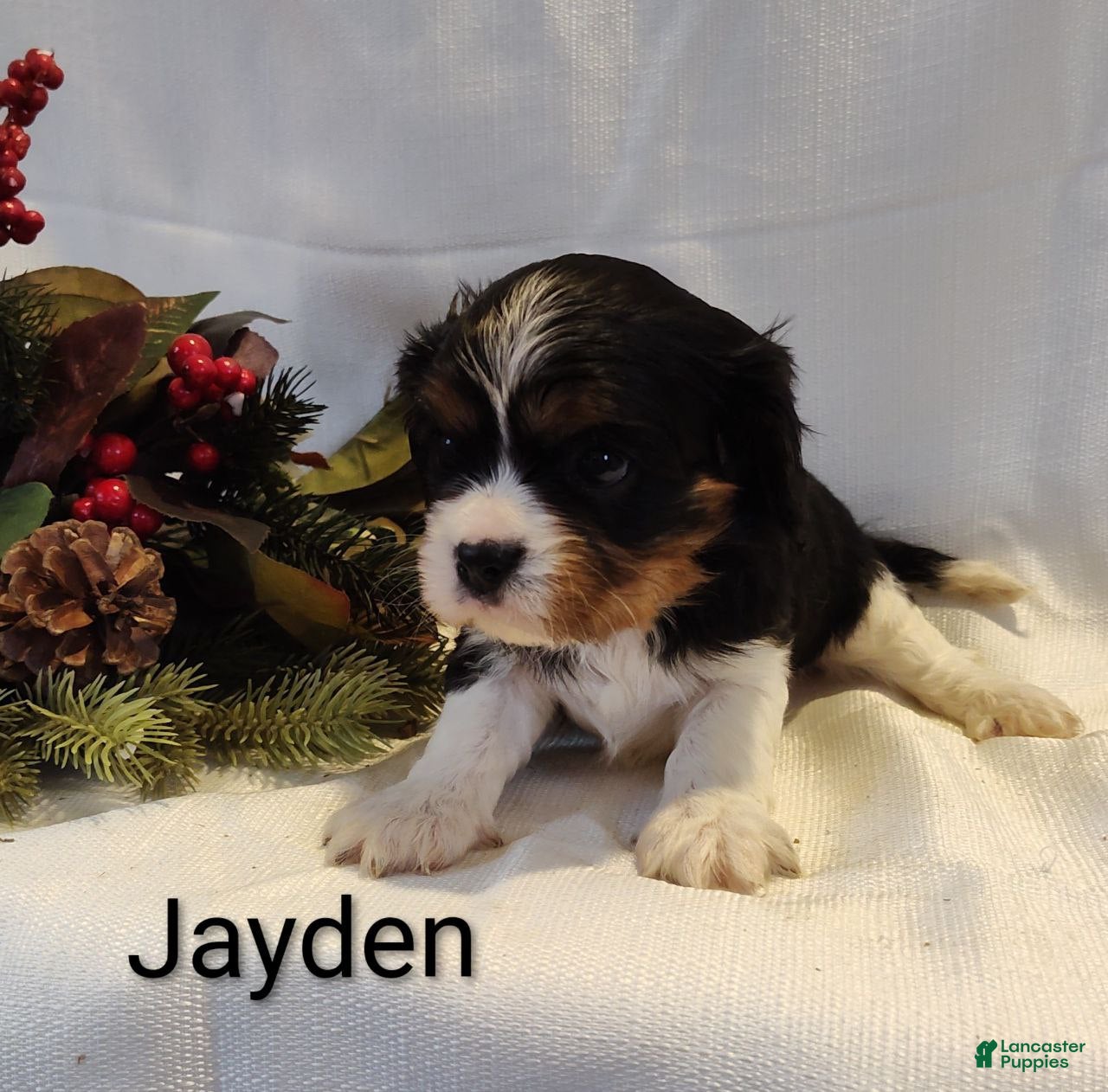Cavalier King Charles Spaniel dogs Jayden  - Ad 9