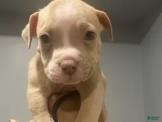 American Pit Bull Terrier dogs American Pit Bull Terrier Puppy 2 - Ad 34