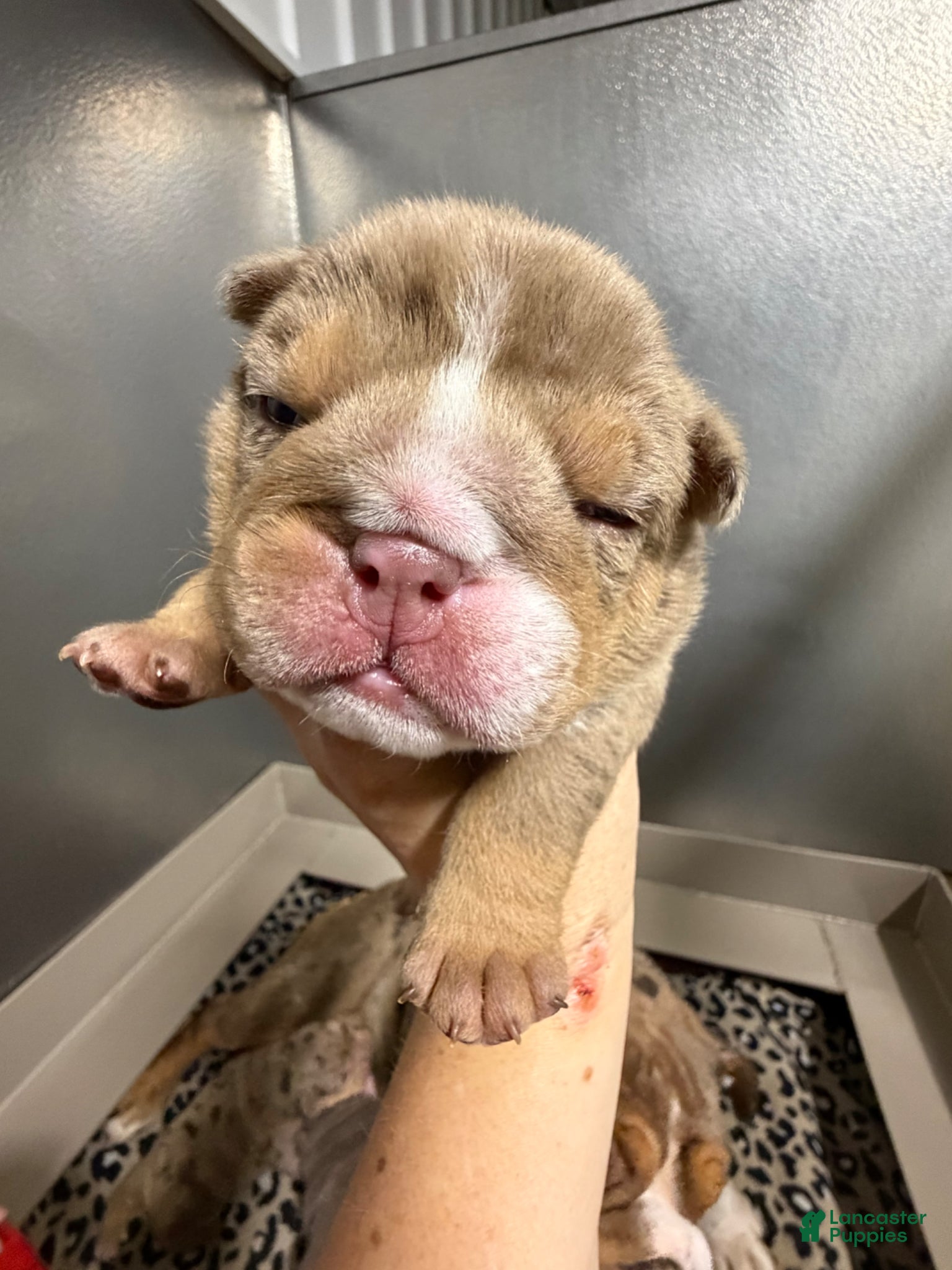 English Bulldog dogs Snickers  - Ad 2