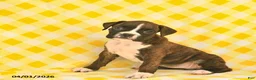 Boxer dogs for sale: Jenna  - Ad 3