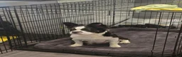 French Bulldog dogs for sale: French Bulldog 5 - Ad 7