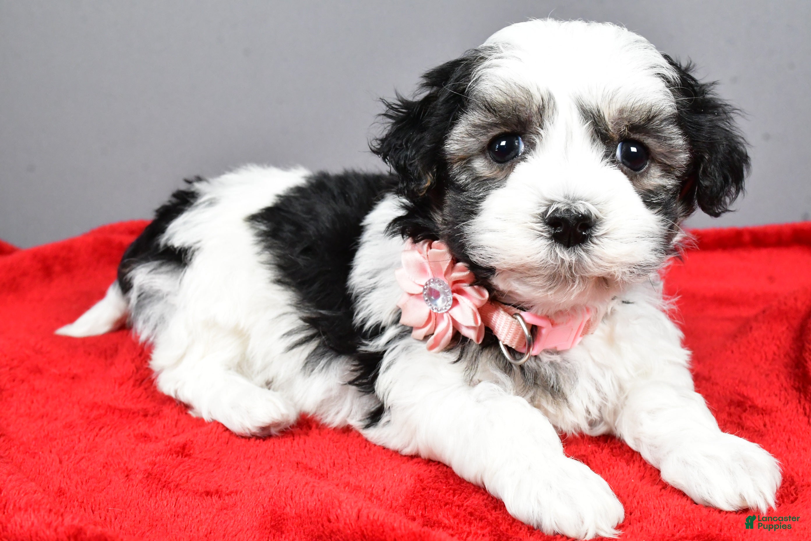 Havanese dogs Daine - Ad 40