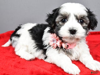 Havanese dogs Daine - Ad 40