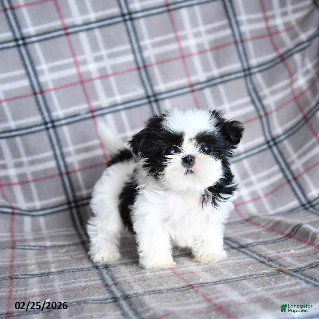 Shih Tzu dogs for sale: Sadie - Ad 3