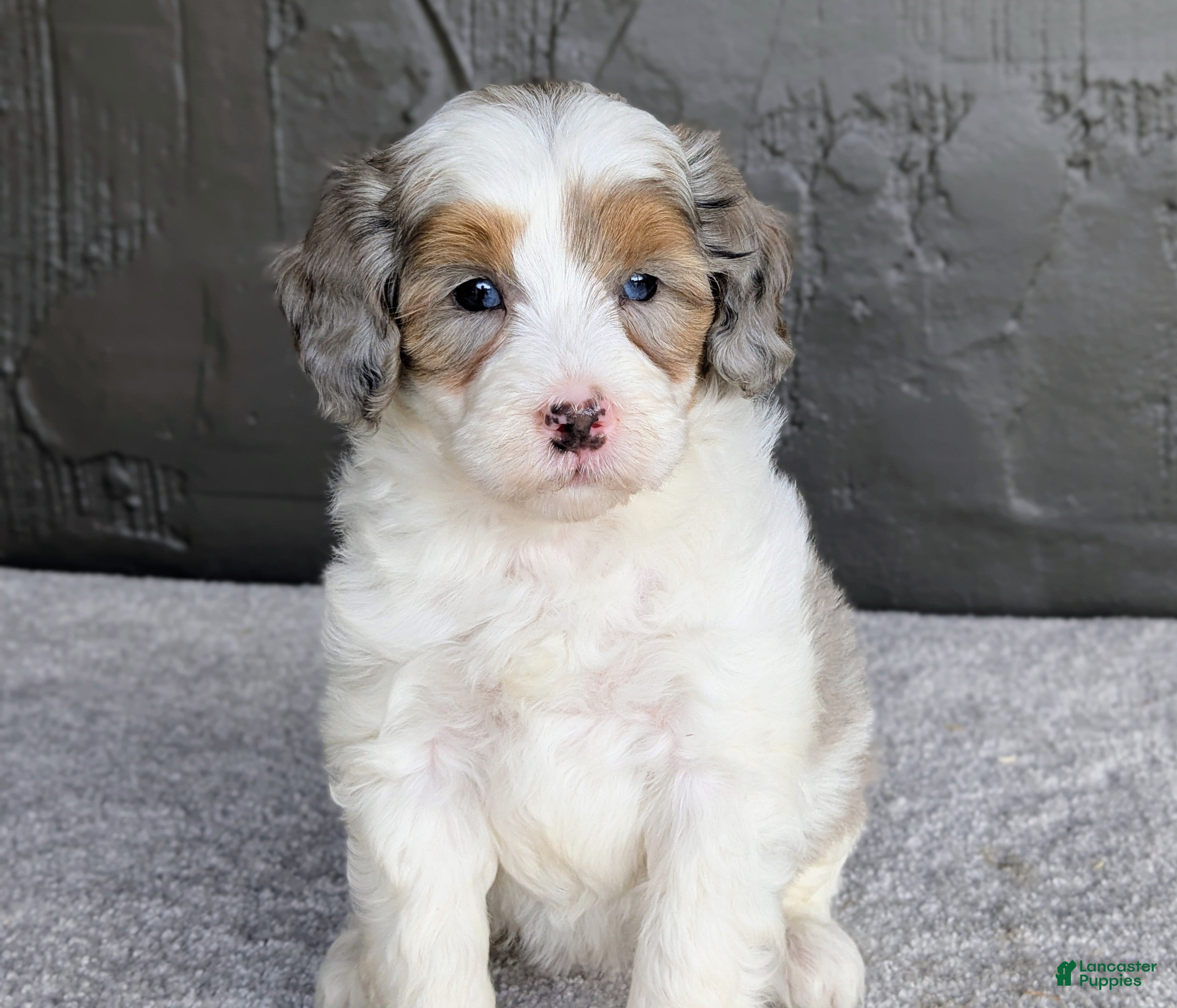 Mini Bernedoodle dogs Starry - Ad 2