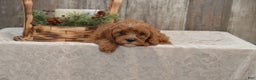 Cavapoo dogs for sale: Kira - Ad 1