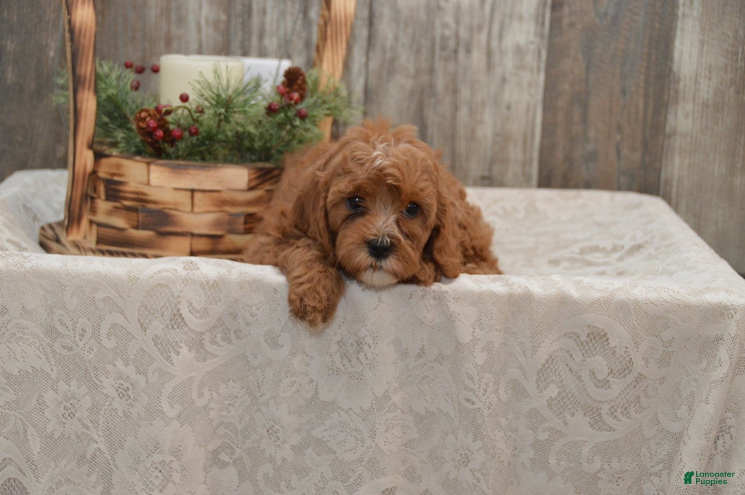 Cavapoo dogs for sale: Kira - Ad 1