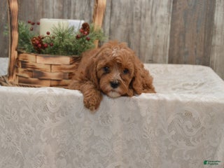 Cavapoo dogs Kira - Ad 3