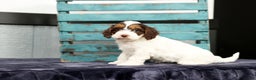 Cavapoo dogs for sale: Dania - Ad 8