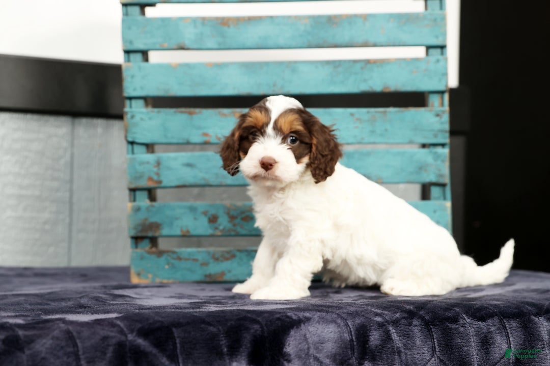 Cavapoo dogs for sale: Dania - Ad 8