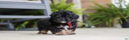 Shihpoo dogs for sale: Biscuit  - Ad 5