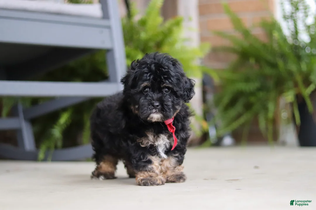 Shihpoo dogs for sale: Biscuit  - Ad 5