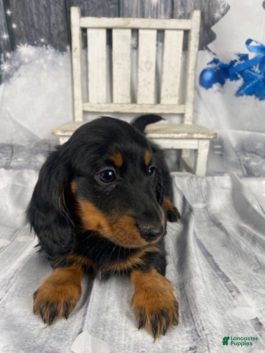 Miniature Dachshund dogs for sale: Daisy - Ad 2