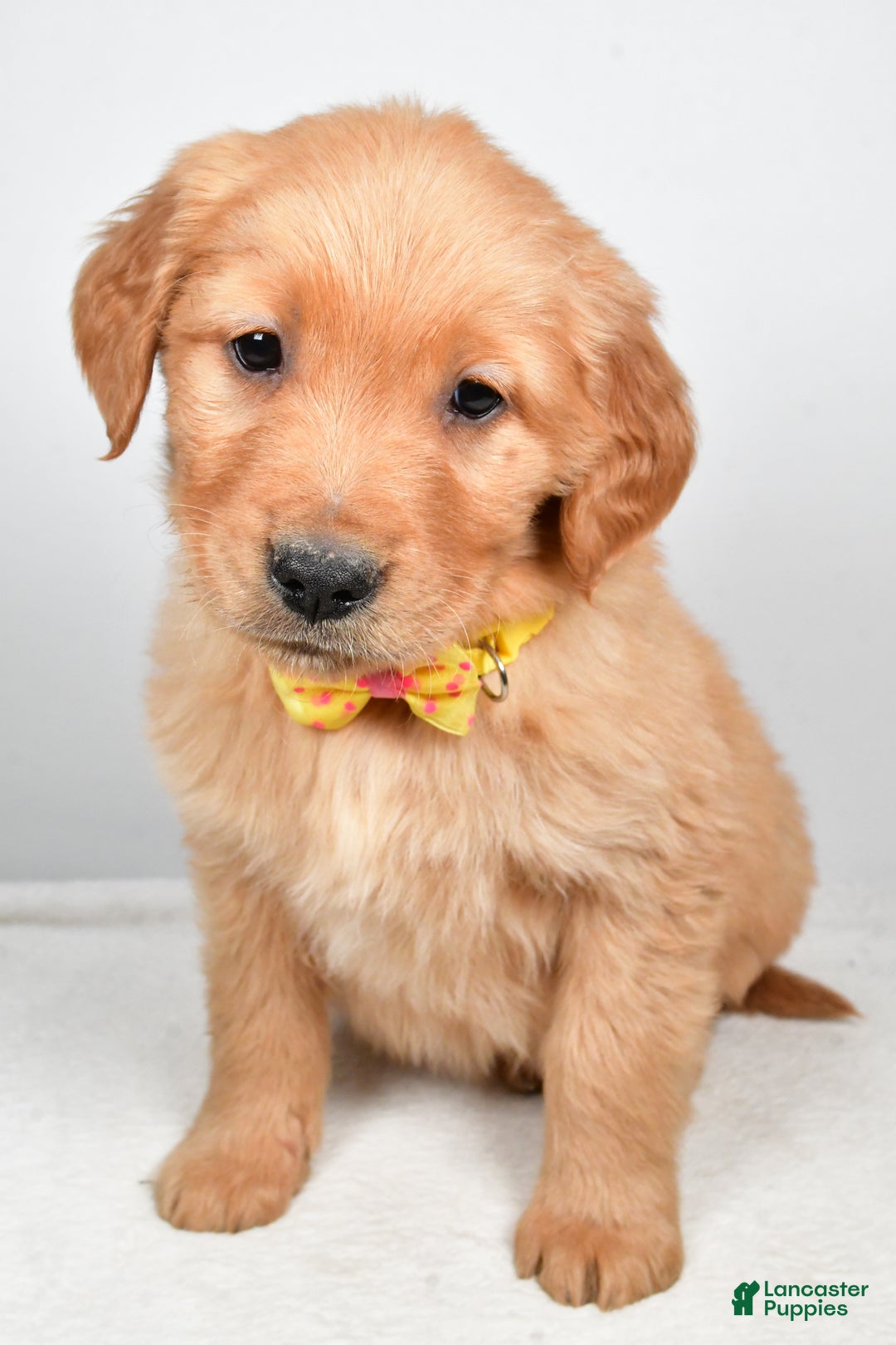 Golden Retriever dogs for sale: Kobe - Ad 7