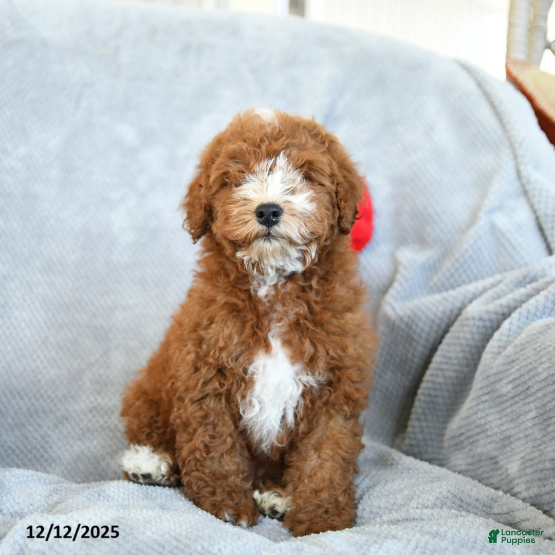Miniature Poodle dogs for sale: Riley - Ad 3