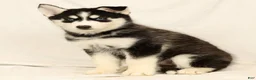Gerberian Shepsky dogs for sale: Sandy - Ad 4
