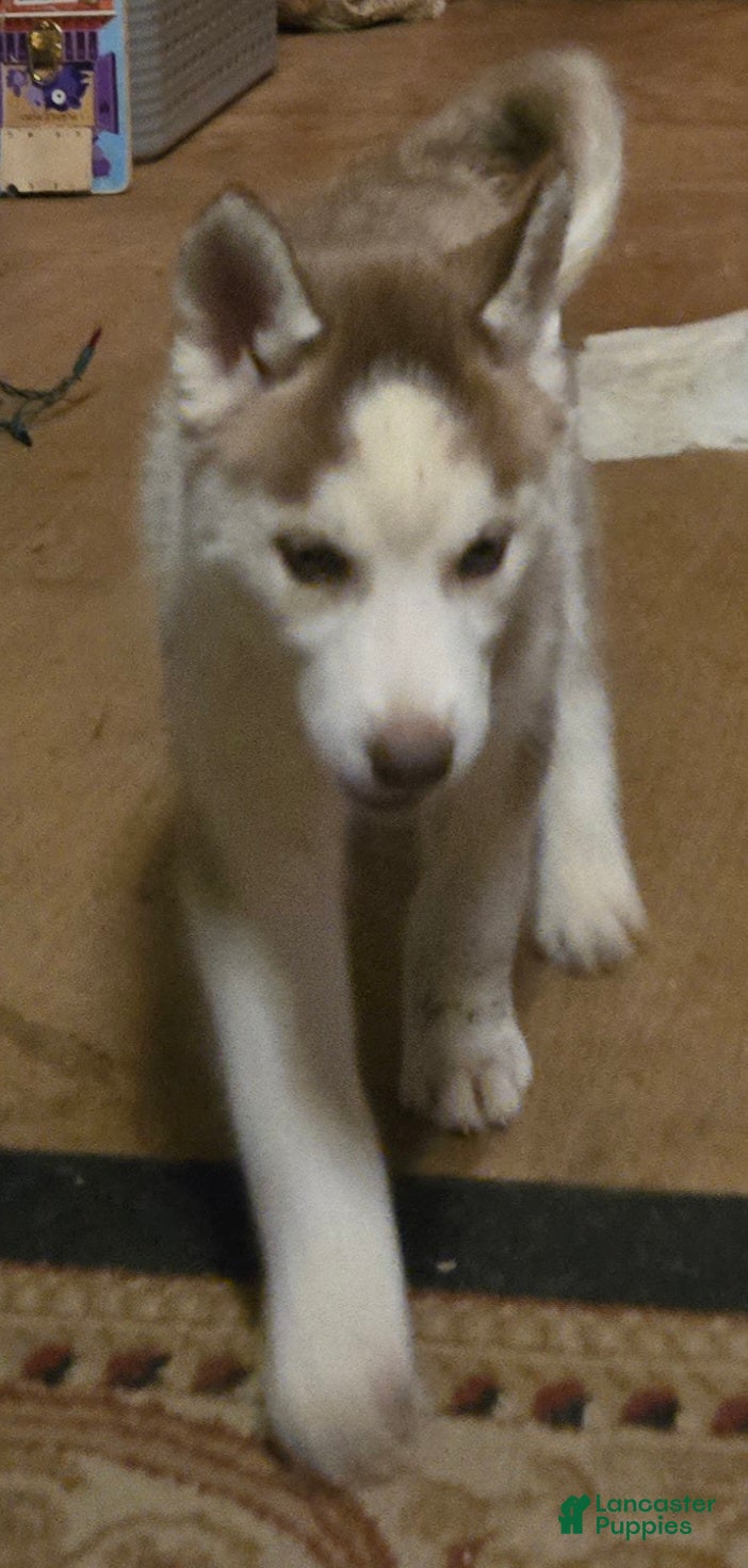 Siberian Husky dogs Felicia - Ad 2