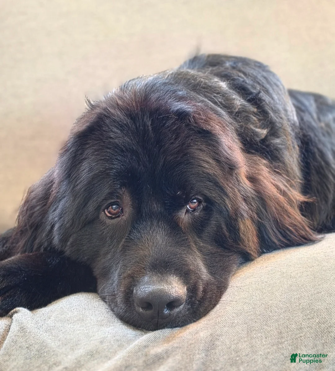 Mixed Breed dogs for sale: Mixed Breed Puppy 8 - Ad 5