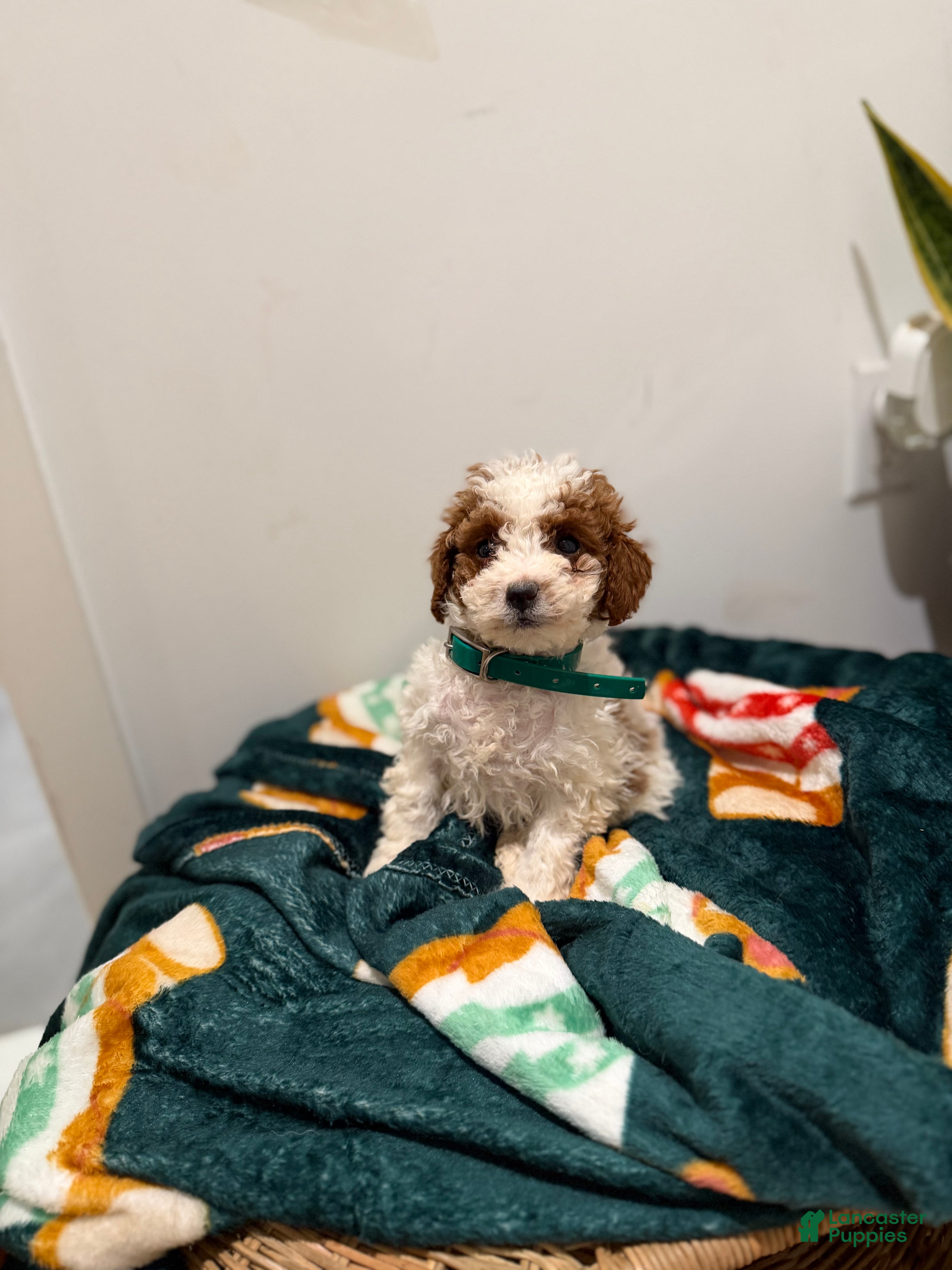 Toy Poodle dogs Jelly bean - Ad 26