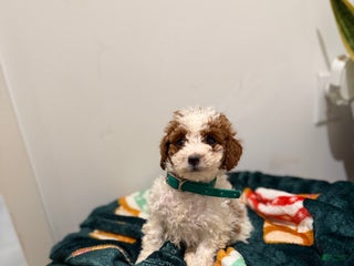 Toy Poodle dogs Jelly bean - Ad 26