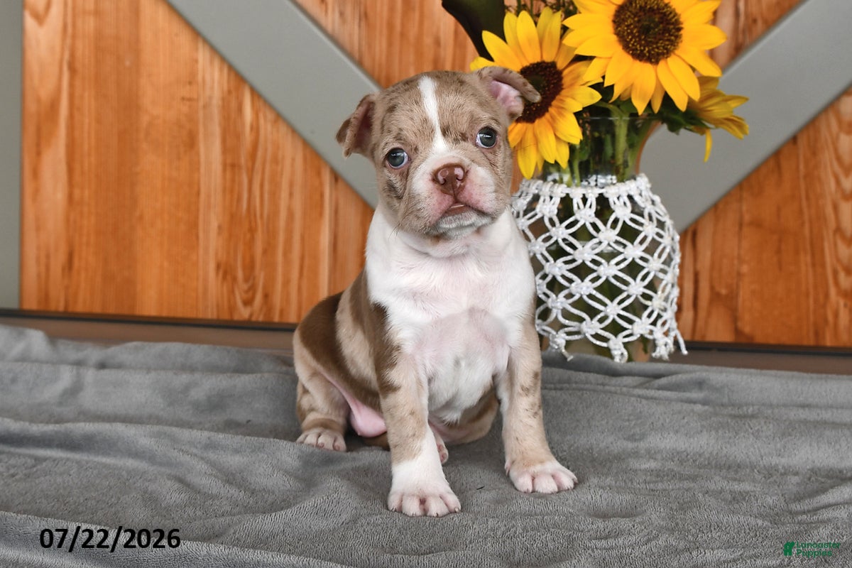 Boston Terrier dogs Tina - Ad 2