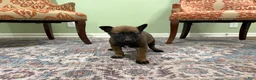 Belgian Malinois dogs for sale: Jackson - Ad 2