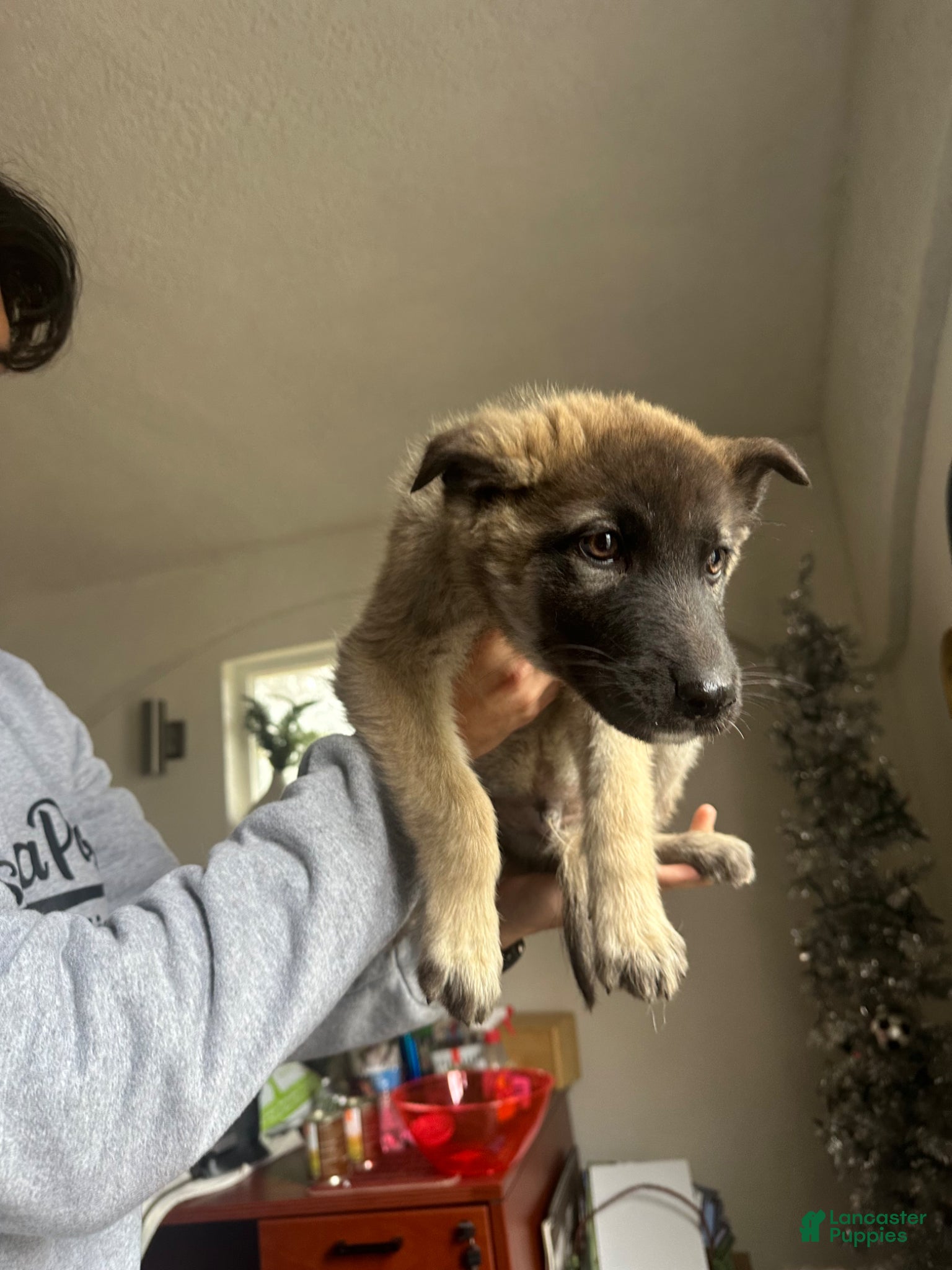 Gerberian Shepsky dogs Gerberian Shepsky Puppy 3 - Ad 20