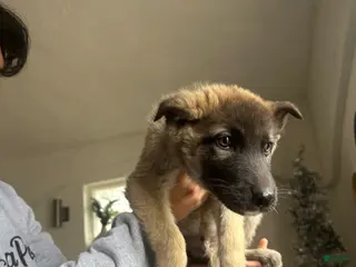 Gerberian Shepsky dogs Gerberian Shepsky Puppy 3 - Ad 20