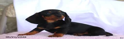 Miniature Dachshund dogs for sale: Caleb - Ad 2