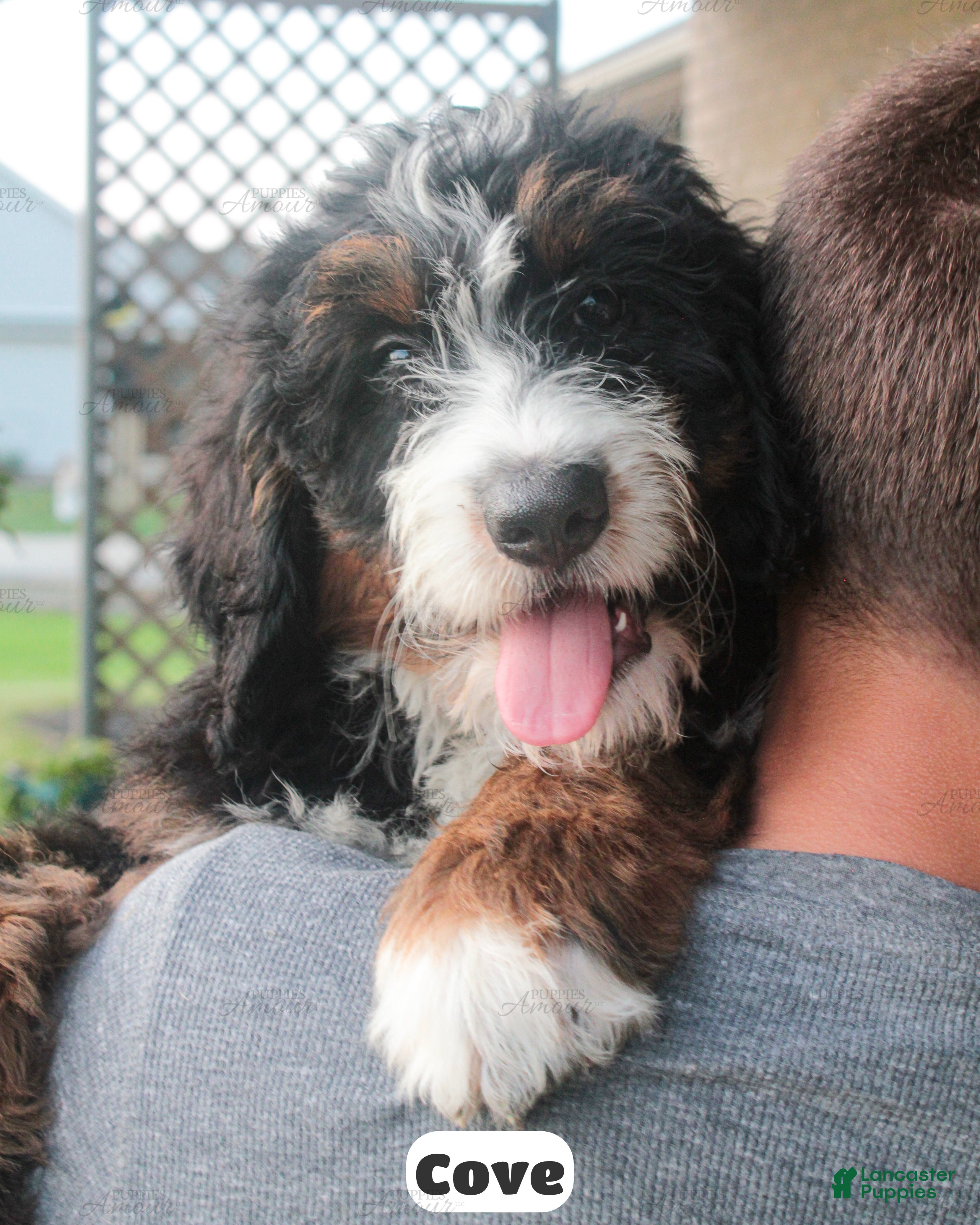 Bernedoodle dogs Cove - Ad 1