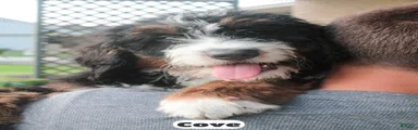 Cove