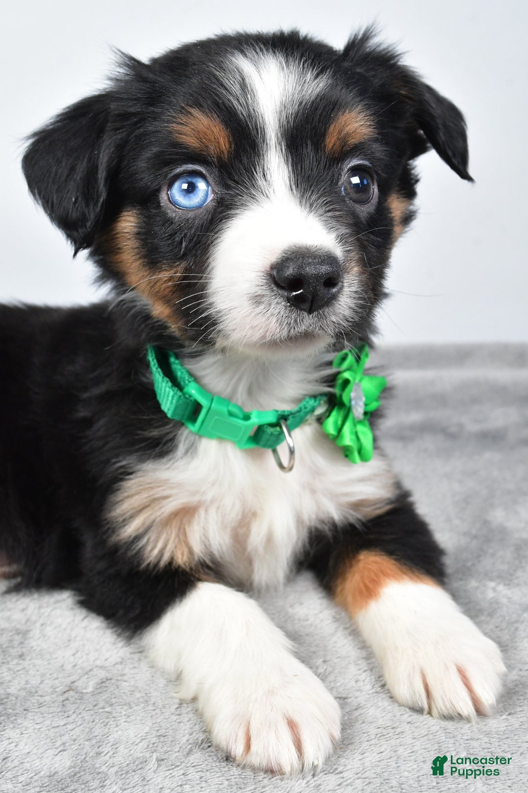 Miniature Australian Shepherd dogs for sale: Olive - Ad 10