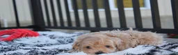 Maltipoo dogs for sale: Kirian  - Ad 5