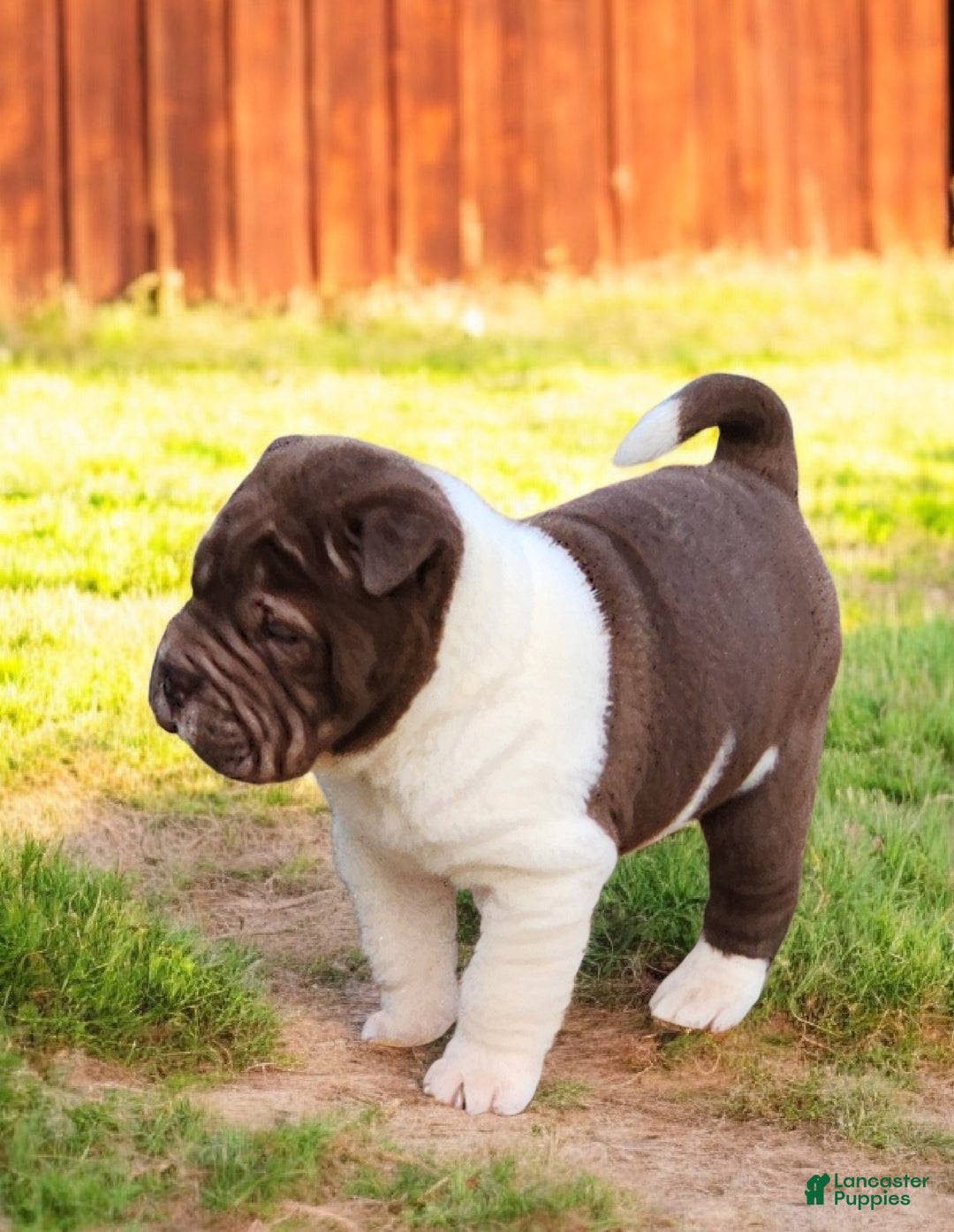 Shar Pei dogs for sale: Jester chocolate mini  - Ad 11