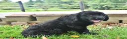 Labrador Retriever dogs for sale: Rambo - Ad 4