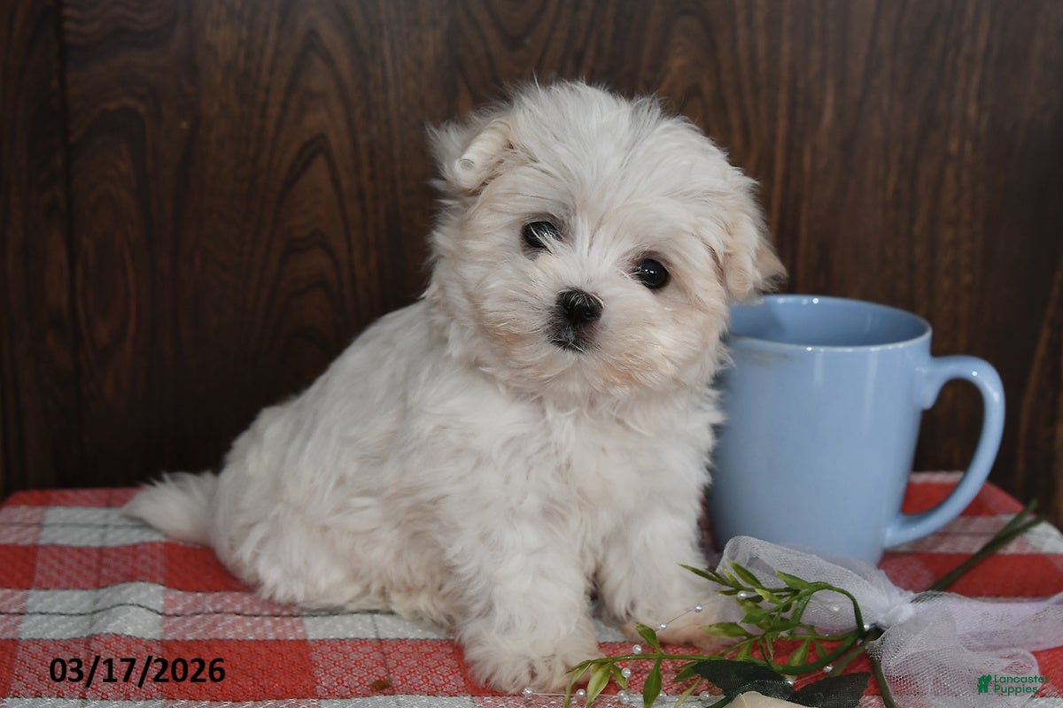 Maltese dogs Mason - Ad 1