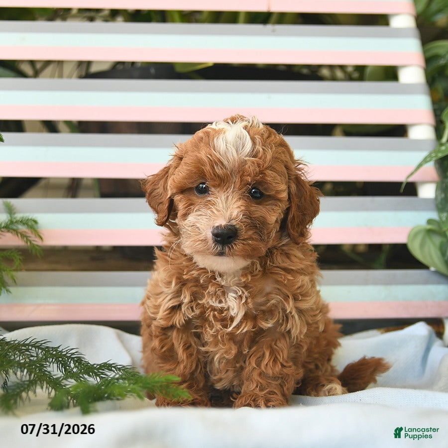 Miniature Poodle dogs for sale: Leo  - Ad 4